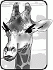 irate giraffe's Avatar