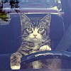 Gros Minou's Avatar